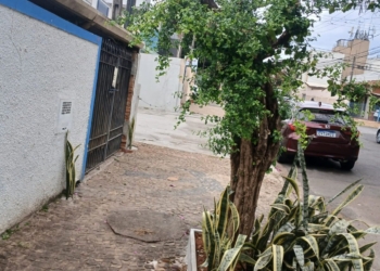 Pé de acerola em Barão Geraldo resiste com manifestação: ‘sinais indiretos’