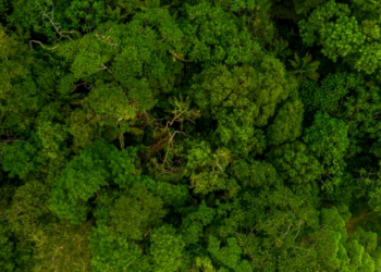 Artigo: Concessão de florestas públicas para produção sustentável – por Vinicius Laender e Cecília Viveiros