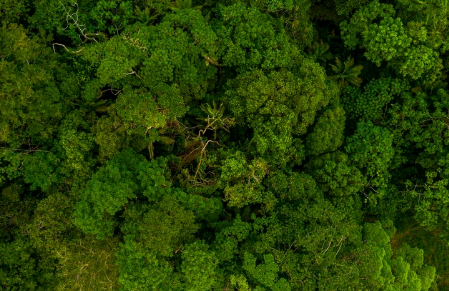 Artigo: Concessão de florestas públicas para produção sustentável – por Vinicius Laender e Cecília Viveiros