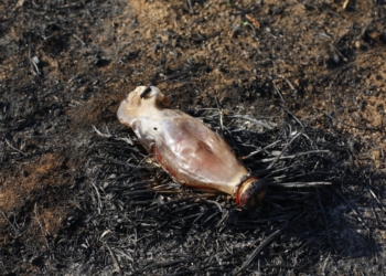 Dois homens são presos em SP por suspeita de incêndios criminosos; PF apura ação “orquestrada”