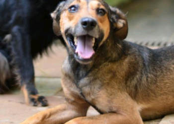 Dia do vira-lata lembra importância da adoção responsável