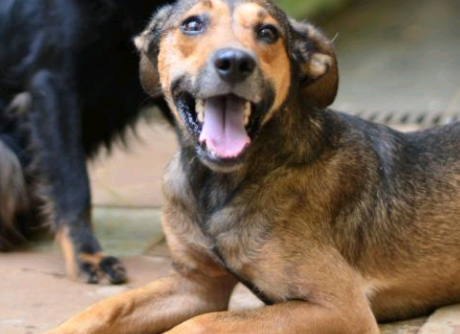 Dia do vira-lata lembra importância da adoção responsável