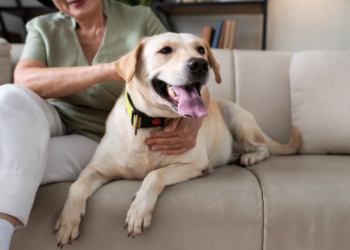 Hérnia de disco pode afetar cães e gatos e exige cuidados