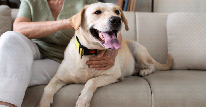 Hérnia de disco pode afetar cães e gatos e exige cuidados