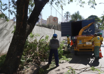 Após ventania, remoção de árvores em Campinas deve terminar nesta quarta