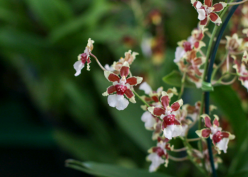Piracicaba recebe 2º Festival de Orquídeas, Suculentas e Flores