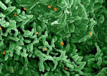 África declara emergência em saúde pública por epidemia de mpox