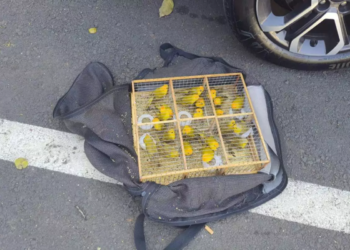 PM apreende pássaros localizados dentro de uma bolsa em ônibus interestadual