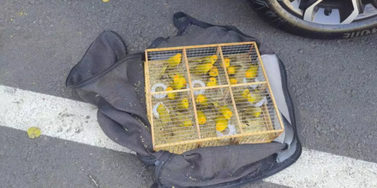 PM apreende pássaros localizados dentro de uma bolsa em ônibus interestadual