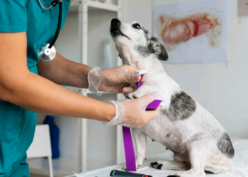 Brasil supera 160 milhões de pets; mercado estima faturar R$ 76,3 bilhões em 2024