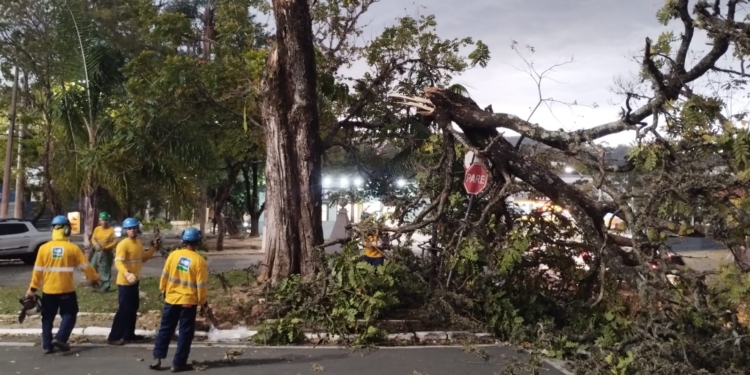 Frente fria traz ventania e derruba árvores; Defesa Civil monitora incêndios