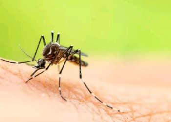 Vírus do Nilo Ocidental provoca oito mortes em países europeus