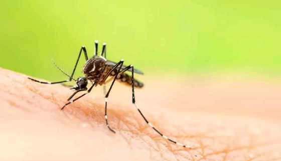 Vírus do Nilo Ocidental provoca oito mortes em países europeus