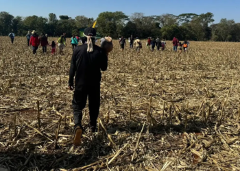 Fazendeiros armados perseguem e ferem indígenas avá-guarani