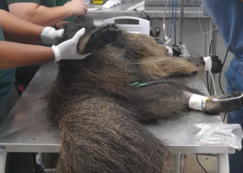 SP monta rede para atender animais silvestres vítimas das queimadas