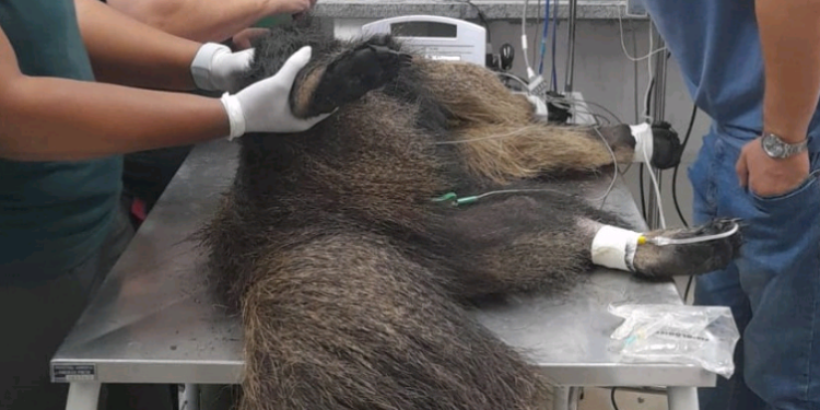 SP monta rede para atender animais silvestres vítimas das queimadas