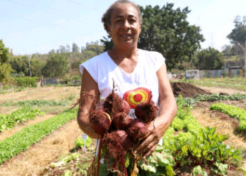 Horta comunitária engaja moradores do Jardim Florence