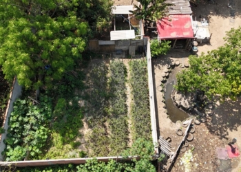 Drone ajuda polícia a encontrar plantação de maconha em Campinas