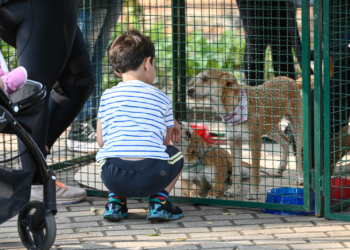 Campinas registra aumento de adoção de animais após feira no Taquaral