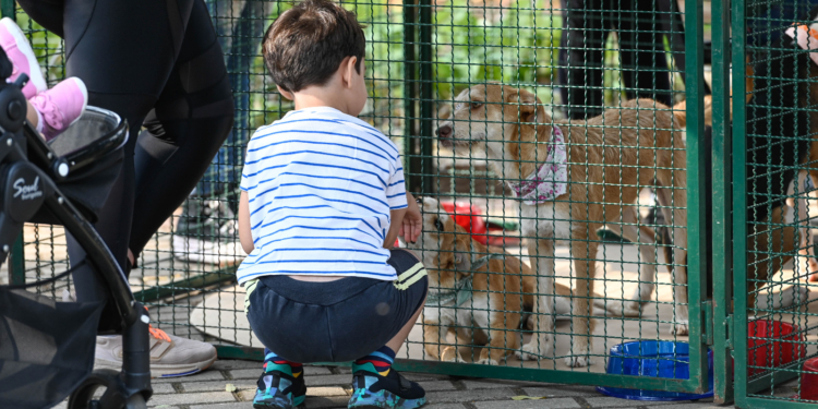 Campinas registra aumento de adoção de animais após feira no Taquaral