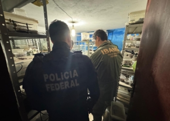 Polícia Federal investiga envio ilegal de 73 aranhas para a Alemanha.