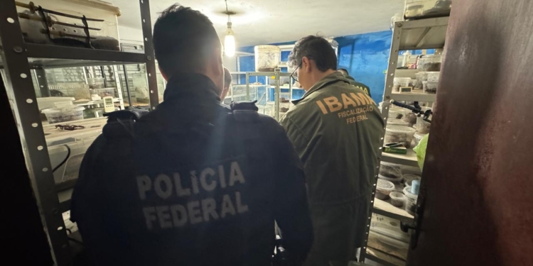 Polícia Federal investiga envio ilegal de 73 aranhas para a Alemanha.