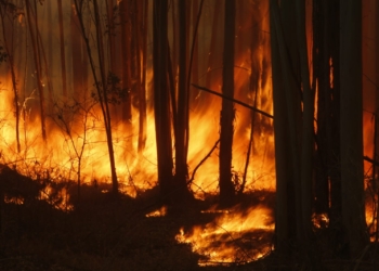 Incêndio no Pico das Cabras atinge grandes proporções; veja fotos do local