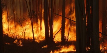 Incêndio no Pico das Cabras atinge grandes proporções; veja fotos do local