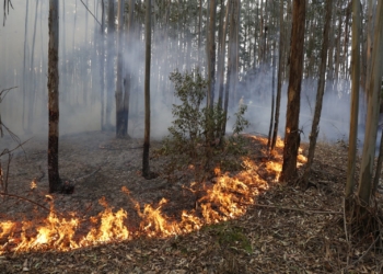 Incêndio no Pico das Cabras atinge grandes proporções; veja fotos do local
