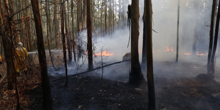Incêndio no Pico das Cabras atinge grandes proporções; veja fotos do local