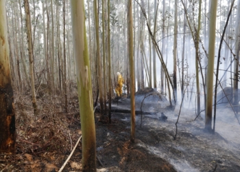 Incêndio no Pico das Cabras atinge grandes proporções; veja fotos do local