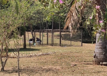 Taquaral começa a receber brete para captura de capivaras