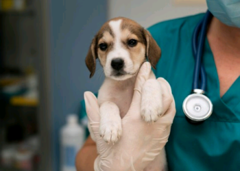 Artigo -Setembro: mês do médico-veterinário e a valorização de uma profissão essencial – por Francis Flosi