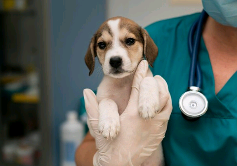 Artigo -Setembro: mês do médico-veterinário e a valorização de uma profissão essencial – por Francis Flosi