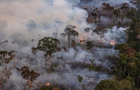 Artigo: Amazônia em chamas – por Renata Franco
