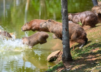 Combate à febre maculosa: Campinas começa a esterilizar capivaras de parques públicos