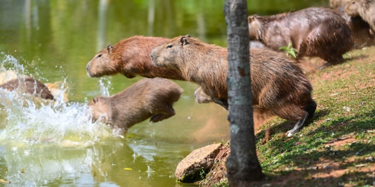 Combate à febre maculosa: Campinas começa a esterilizar capivaras de parques públicos