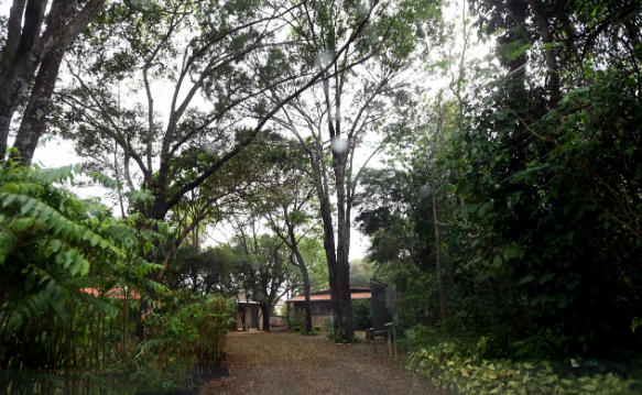 Devido ao risco de incêndios, Mata de Santa Genebra reabre apenas parte dos roteiros