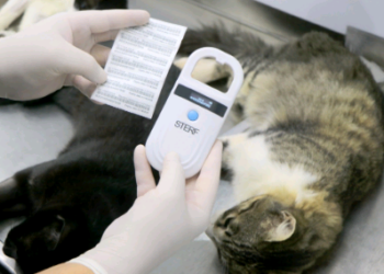 Campinas abre agendamento para castração gratuita de cães e gatos na Vila Lemos