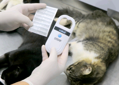 Campinas abre agendamento para castração gratuita de cães e gatos na Vila Lemos