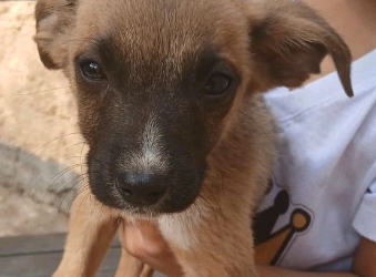 Doação de tampinhas mobiliza empresas de Sumaré em prol dos animais