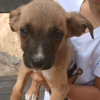 Doação de tampinhas mobiliza empresas de Sumaré em prol dos animais