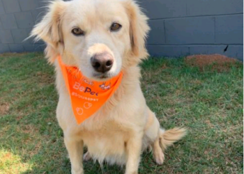 Bem-Estar Animal de Campinas realiza Feira de Adoções no Taquaral