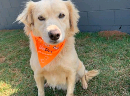 Bem-Estar Animal de Campinas realiza Feira de Adoções no Taquaral