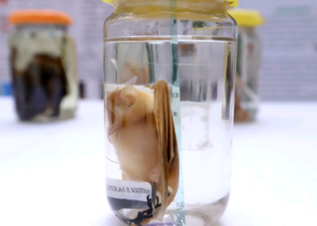 Campinas participa de mobilização estadual para ações de combate à raiva