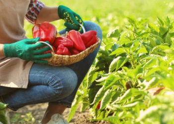 Artigo: Made in São Paulo – por Toni Sando