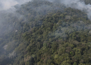 Parque da Cantareira é fechado por causa de incêndio; equipes combatem chamas