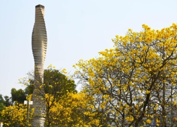Floração de ipês amarelos encanta Campinas no mês de setembro