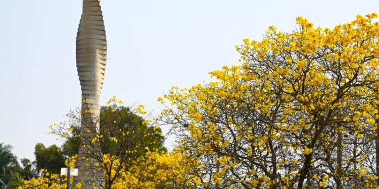 Floração de ipês amarelos encanta Campinas no mês de setembro