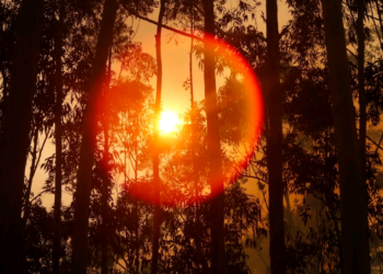 Jovens colunistas do Hora Campinas falam sobre as mudanças climáticas em suas regiões – por Kátia Camargo